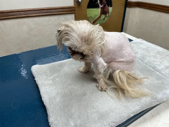 VCA Woodland East Animal Hospital 2