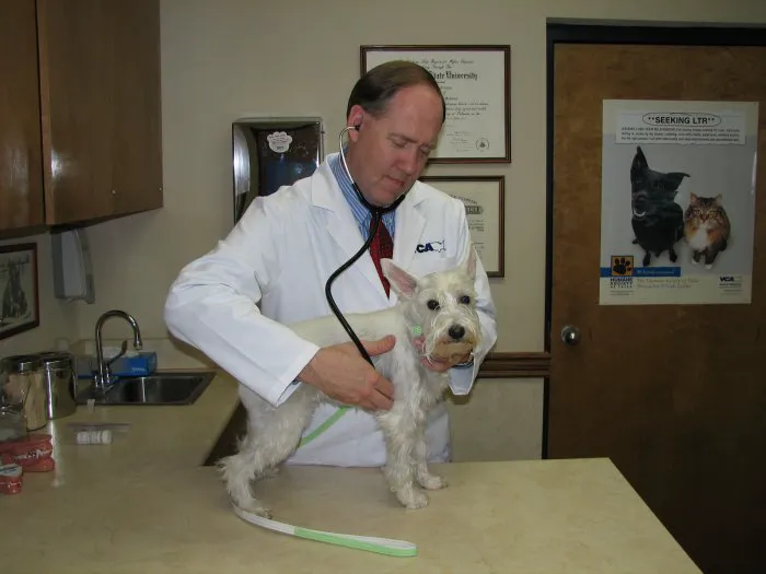 VCA Woodland East Animal Hospital 7
