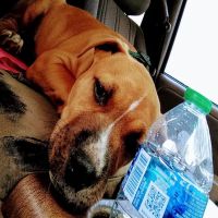 River Trail Animal Hospital and Pet Lodge - Bixby ico