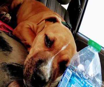 River Trail Animal Hospital and Pet Lodge - Bixby