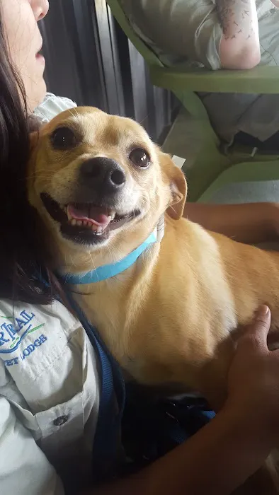River Trail Animal Hospital and Pet Lodge - Bixby 8