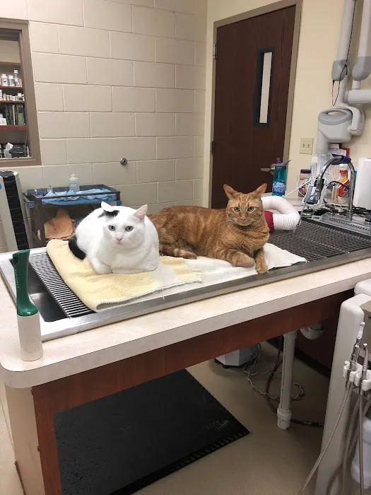Care Animal Hospital 1