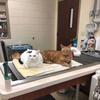 Care Animal Hospital ico