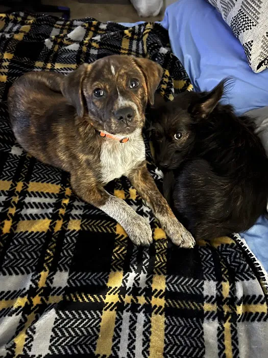Kindness Animal Hospital 1