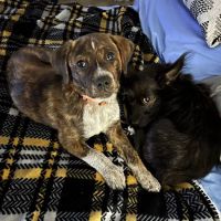 Kindness Animal Hospital ico