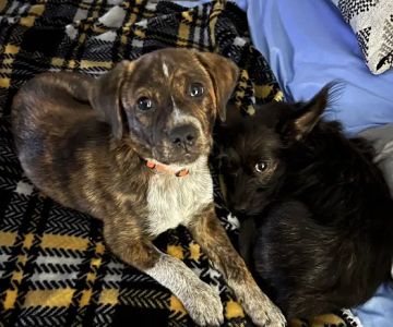 Kindness Animal Hospital