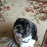 Horizon Animal Hospital ico