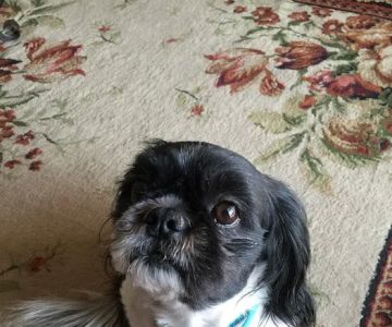 Horizon Animal Hospital