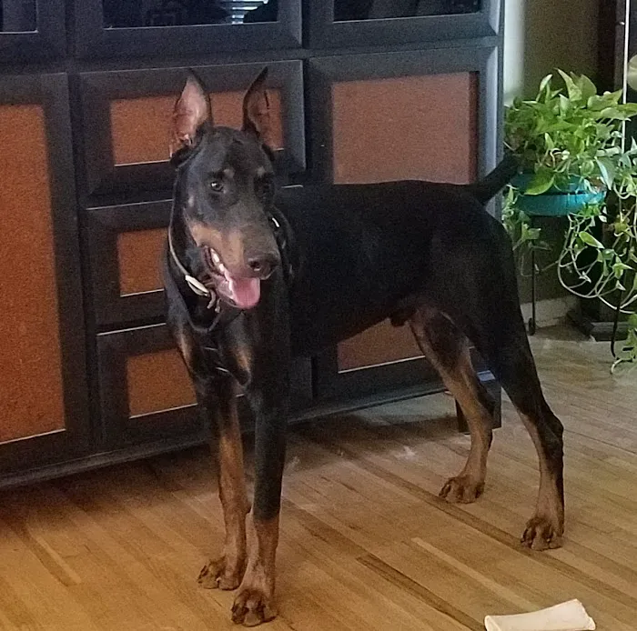 Horizon Animal Hospital 8