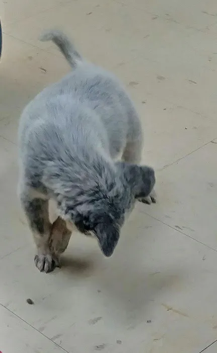 Horizon Animal Hospital 9
