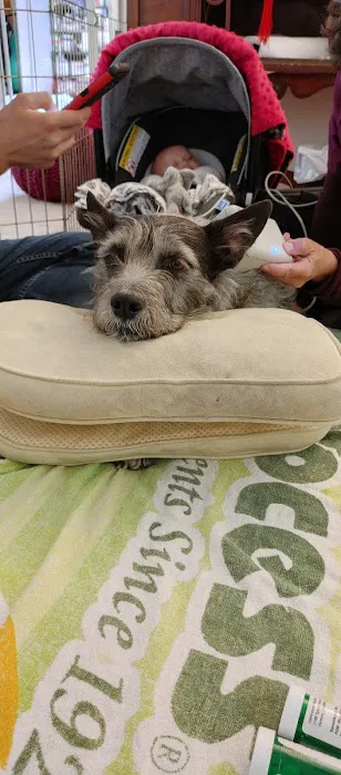 Acupuncture For Pets 3