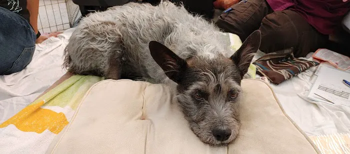 Acupuncture For Pets 2