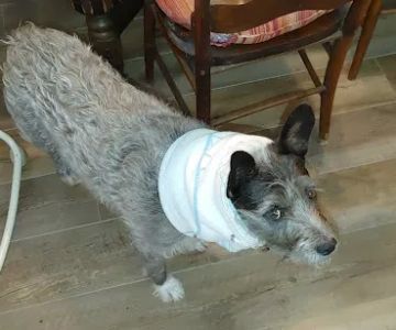 Acupuncture For Pets
