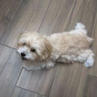 Mission Oaks Veterinary Clinic ico