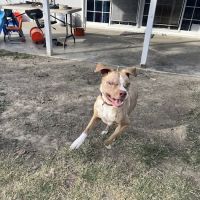 Pet Headquarters ico