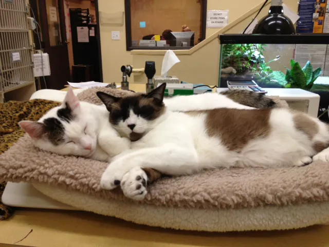 Arroyo Vista Veterinary Hospital 1