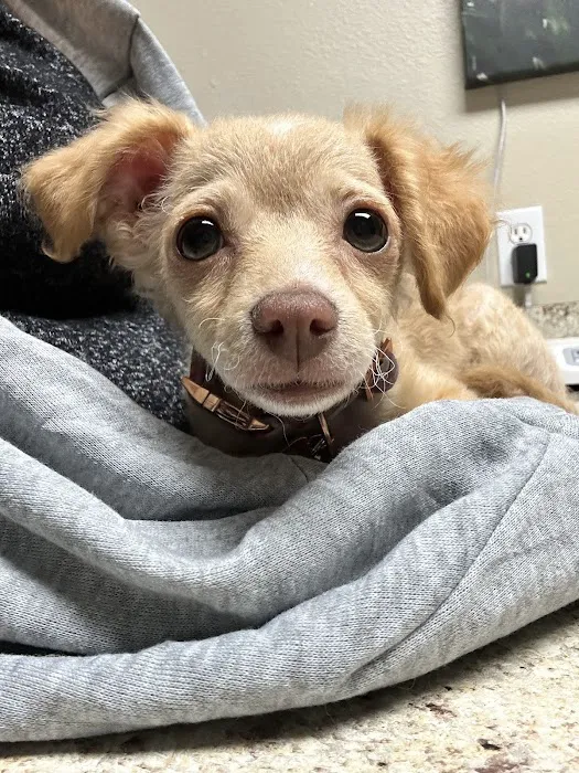 Arroyo Vista Veterinary Hospital 6