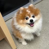 Wood Ranch Animal Hospital ico