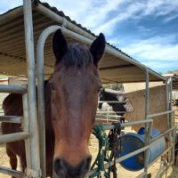Bradley D Perdue Equine ico