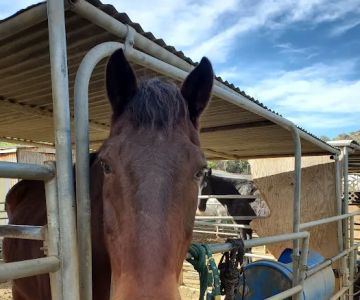 Bradley D Perdue Equine
