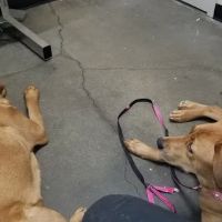 Clark Veterinary Hospital ico