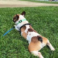 All Pets Veterinary Hospital - NH ico
