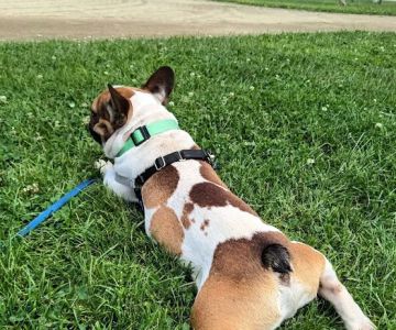 All Pets Veterinary Hospital - NH