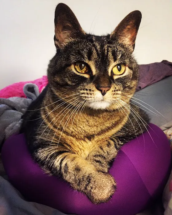 Animal Medical Center of New England 3