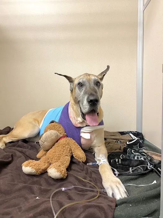 Animal Medical Center of New England 5