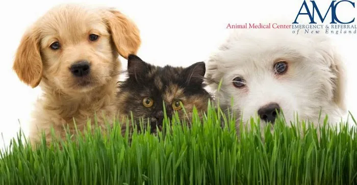 Animal Medical Center of New England 1