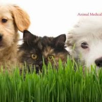 Animal Medical Center of New England ico