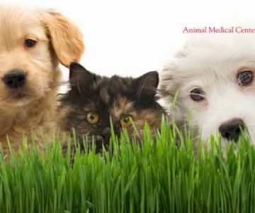 Animal Medical Center of New England
