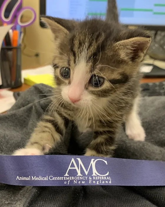 Animal Medical Center of New England 2