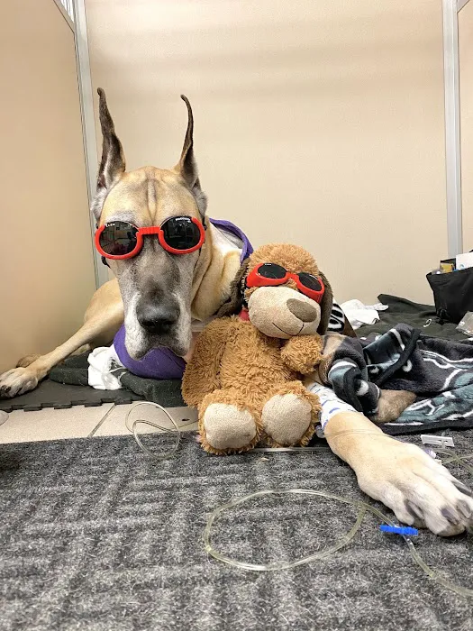 Animal Medical Center of New England 8