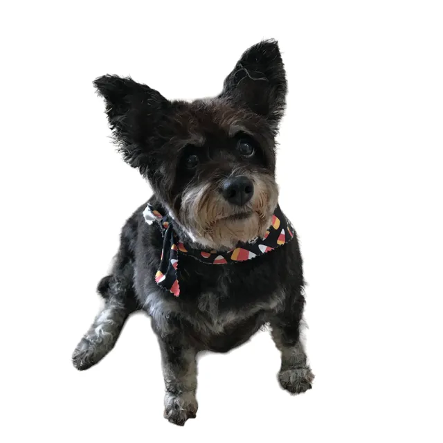 Animal Hospital of Nashua 3