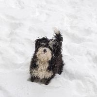Countryside Animal Hospital ico
