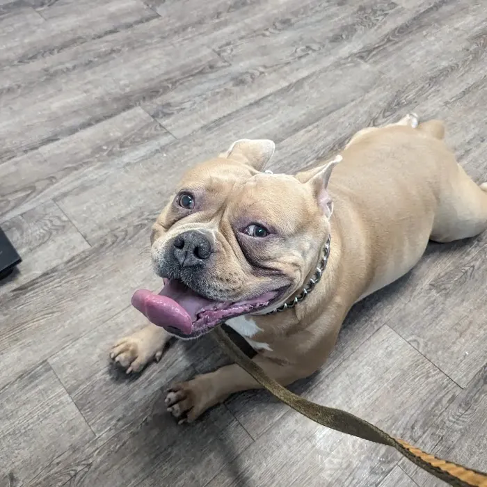 Nashua Pet Care Clinic 7