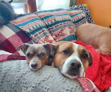 Nashua Pet Care Clinic