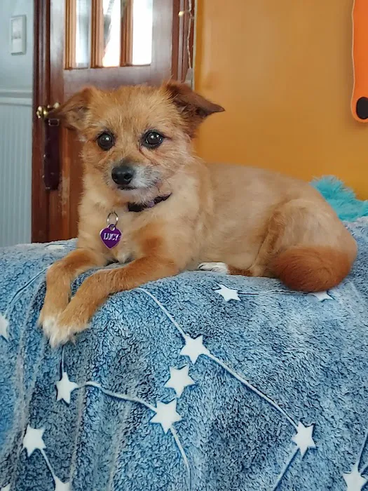 Nashua Pet Care Clinic 3