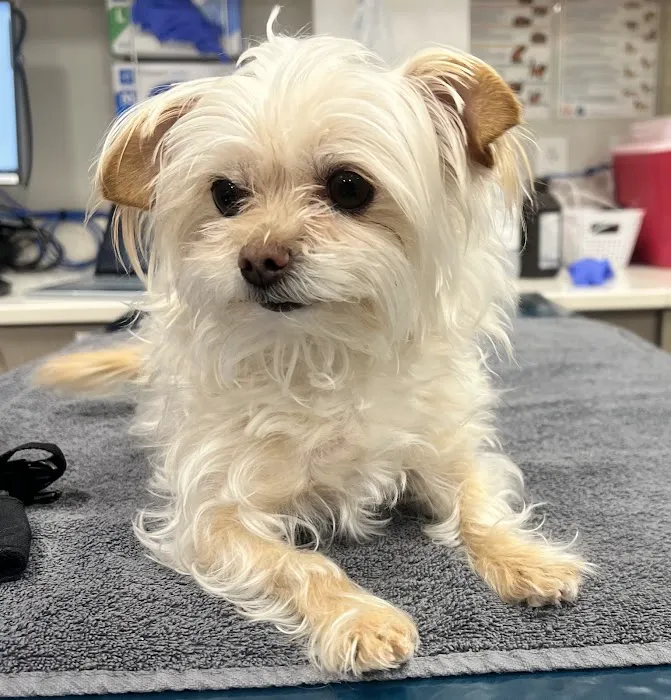 Veterinary Urgent Care - Nashua 9