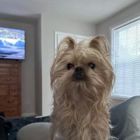 Veterinary Urgent Care - Nashua ico