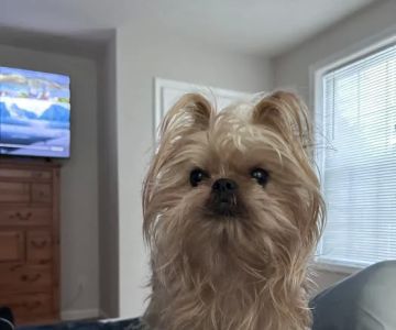 Veterinary Urgent Care - Nashua