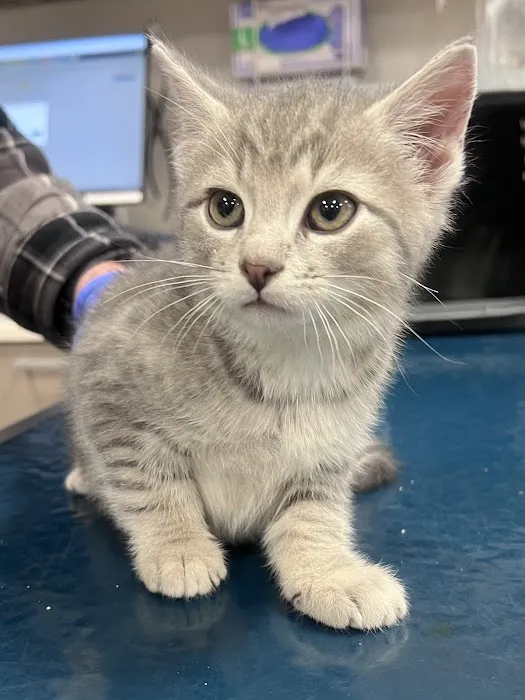 Veterinary Urgent Care - Nashua 3