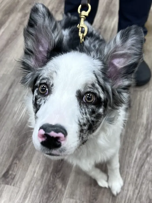 Veterinary Urgent Care - Nashua 5