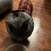 State Line Veterinary Hospital ico