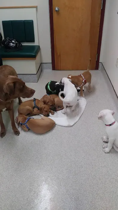 Hudson Animal Hospital, A Thrive Pet Healthcare Partner 9