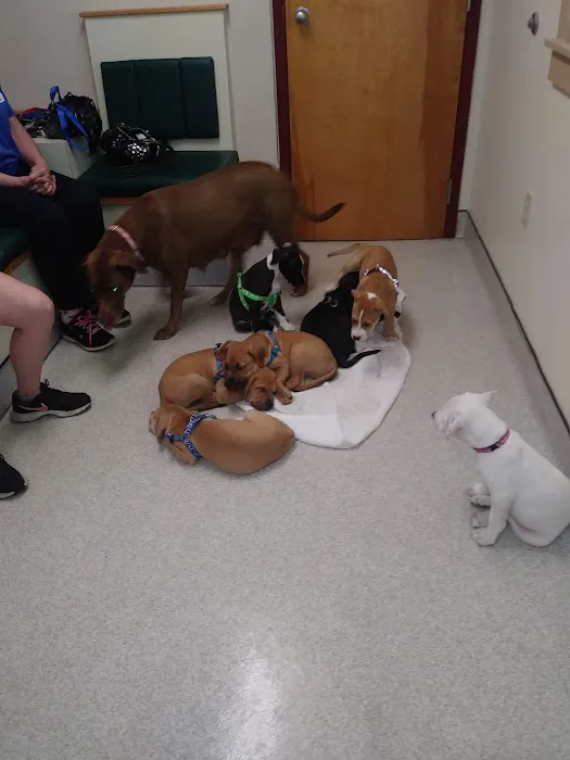 Hudson Animal Hospital, A Thrive Pet Healthcare Partner 5