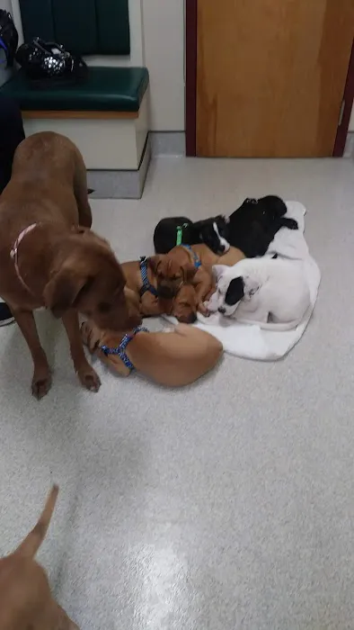Hudson Animal Hospital, A Thrive Pet Healthcare Partner 7