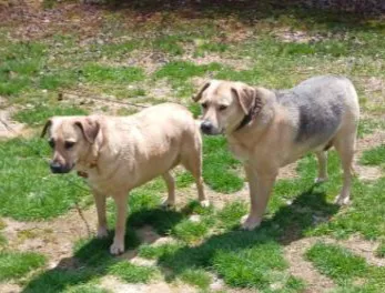 Hudson Animal Hospital, A Thrive Pet Healthcare Partner 2