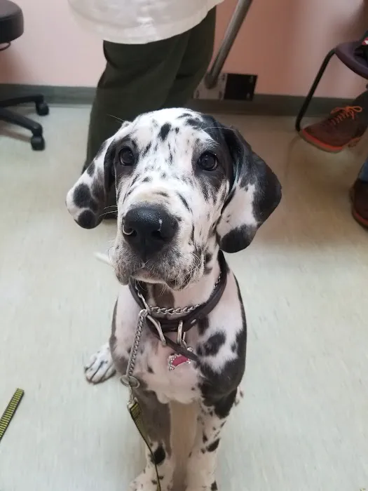 Fisherville Animal Hospital 9